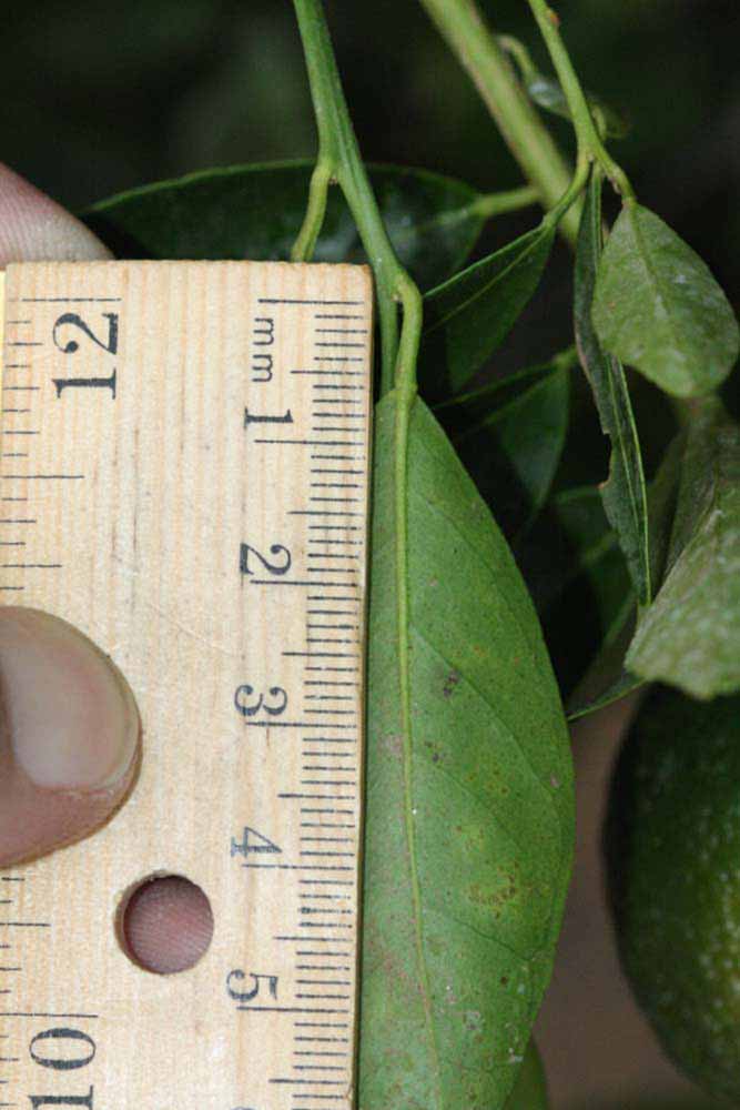              Unifoliolate leaf (Riverside, CA)       